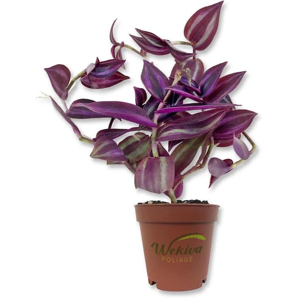 Wekiva Foliage Tradescantia Purple Spiderwort Inch Live Plant in a 2 in. Pot-Tradescantia Pallida-Indoor Outdoor Vine Houseplant