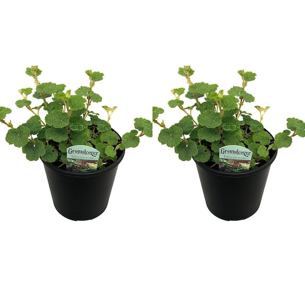 1 gal. Creeping Raspberry Shrub (2-Pack) – Low-Maintenance Groundcover with Trailing Foliage and Orange Fall Color