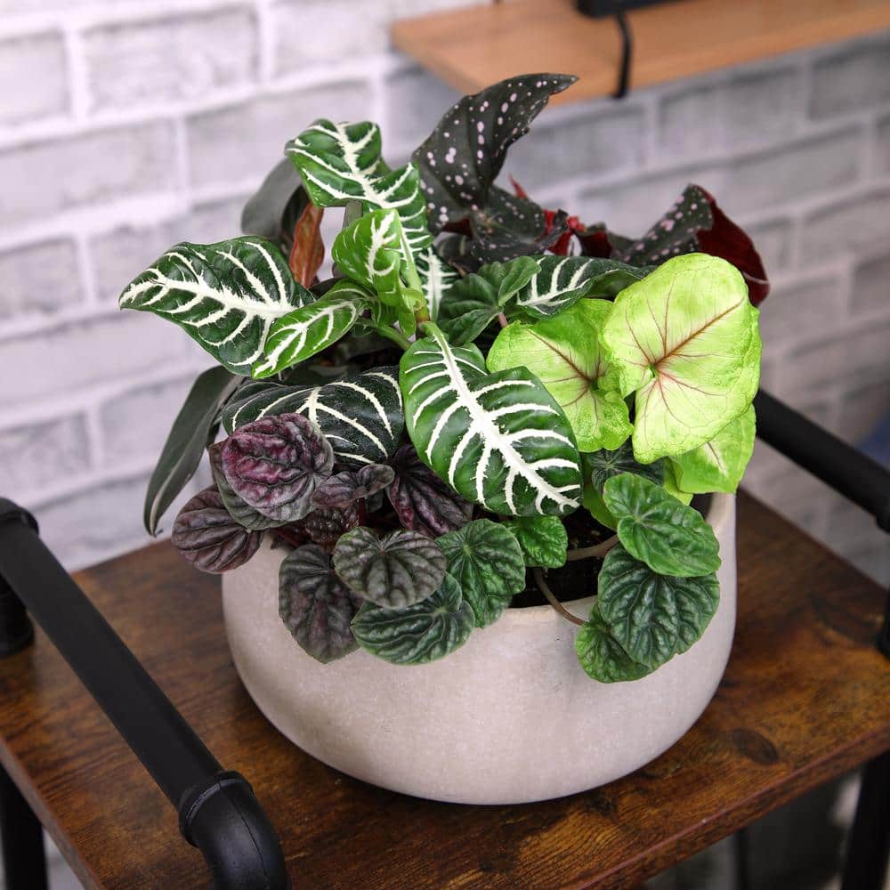 Premium Indoor Foliage Plants Variety Pack in Black Plastic Pots