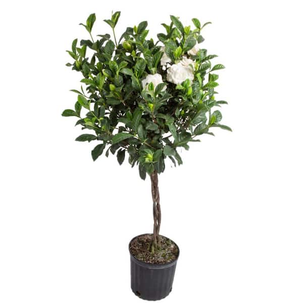 Costa Farms Gardenia Outdoor Plant in 10 in. Grower Pot, Avg. Shipping Height 5 ft. Tall