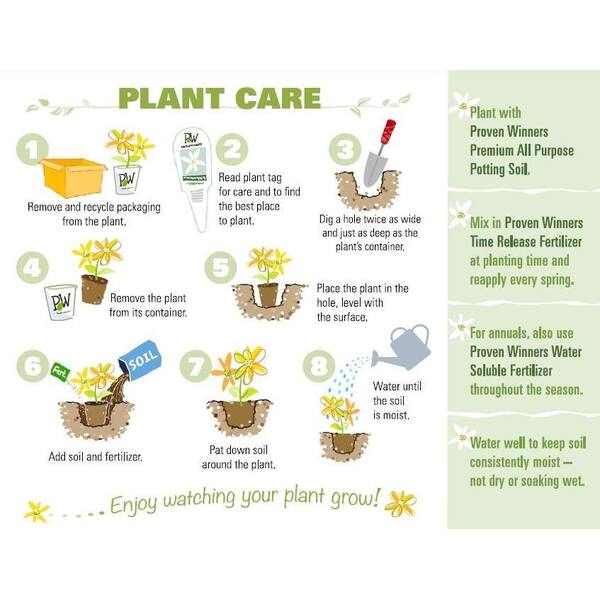 PROVEN WINNERS - 1 Gal. Let's Dance Blue Jangles Reblooming Hydrangea (Macrophylla) Live Shrub, Blue or Pink Flowers