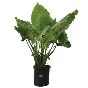 Alocasia California Live Outdoor Plant in Growers Pot Average Shipping Height 2-3 Ft. Tall