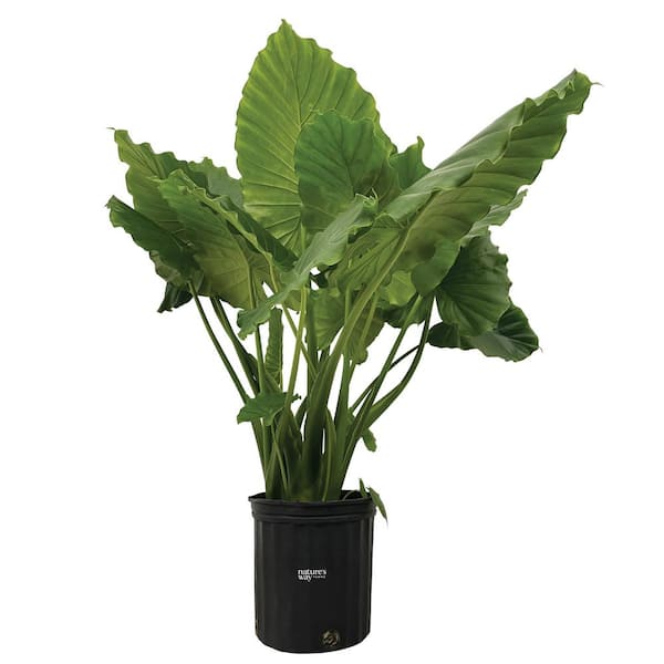 NATURE'S WAY FARMS Alocasia California Live Outdoor Plant in Growers Pot Average Shipping Height 2-3 Ft. Tall