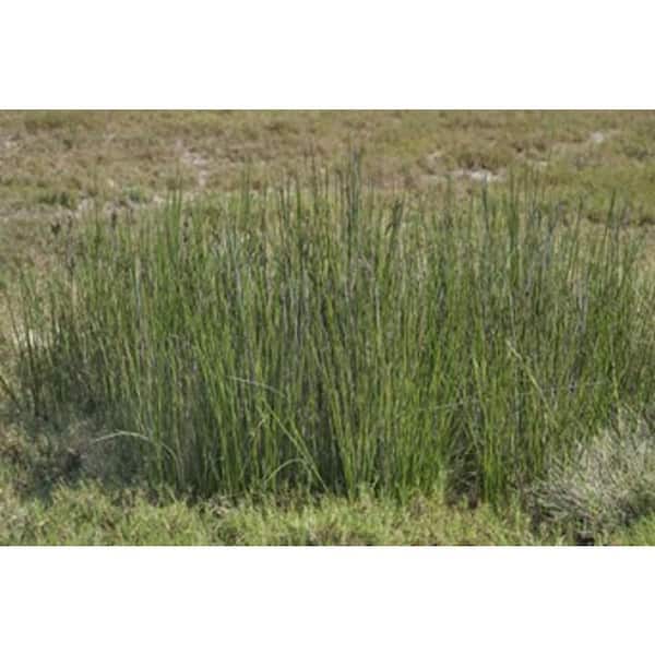 BELL NURSERY 1 Gal. Green Juncus Reed Grass Perennial Plant