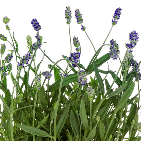1 qt. Purple Lavender Scent Blue Perennial Plant