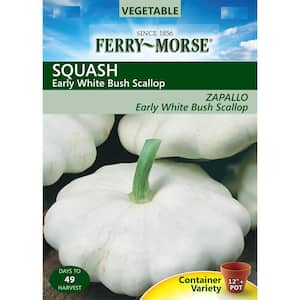 Squash Early White Bush Scallop Seed