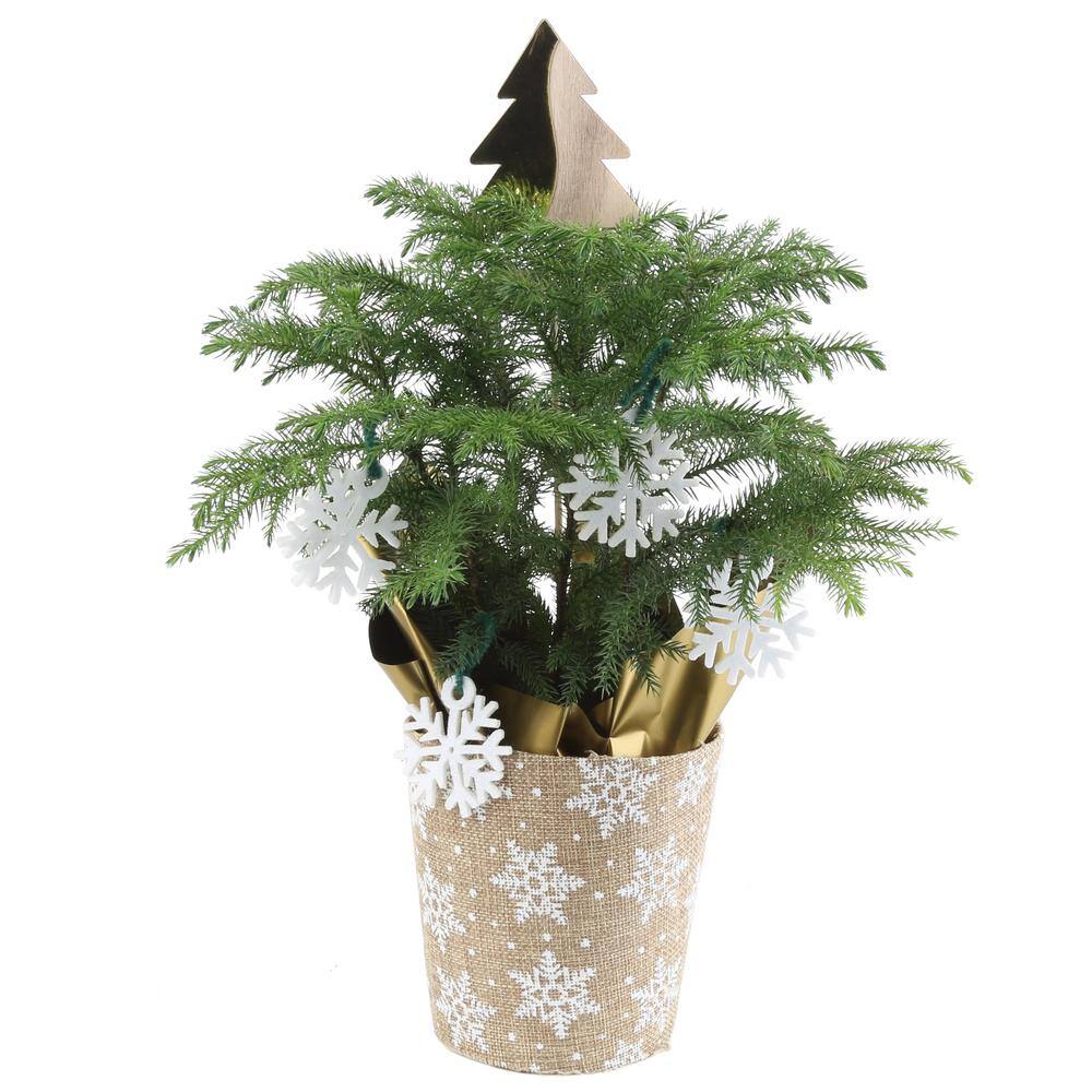 Costa Farms 4 In Fresh Norfolk Island Pine In Burlap Pot 4norfolkburlap The Home Depot
