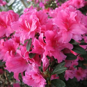 2.5 Qt. FlorAmore Azalea Pink Shrub with Pink Blooms