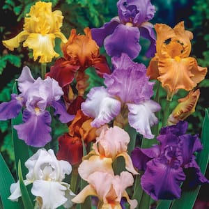 Reblooming Tall Bearded Iris Mixture Live Bareroot Plants Mixed Colors (5-Pack)