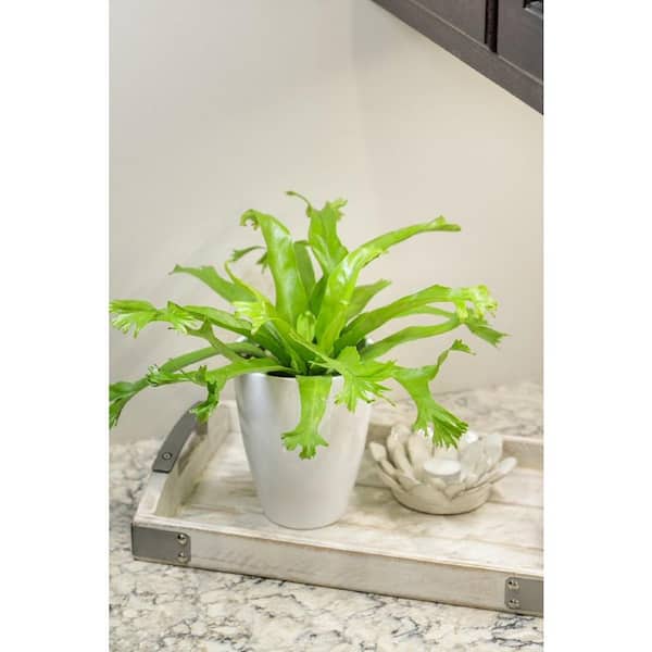 PROVEN WINNERS 5 in. Leafjoy Living Lace 'Leslie' (Antiquum) - Japanese Bird's Nest Fern, Live Plant Seagrass Container (1-Pack)