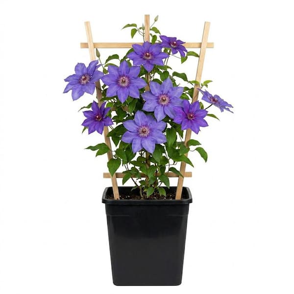 Bell Nursery 2 Gal. General Sikorsky Clematis Live Flowering Perennial