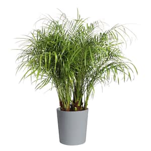 Roebellini, Pygmy Date Palm Indoor Plant in 10 in. Gray Décor Pot, Avg. Shipping Height 3-4 ft. Tall