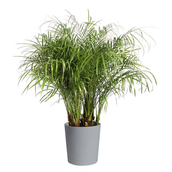 Costa Farms Roebellini, Pygmy Date Palm Indoor Plant in 10 in. Gray Decor Pot, Avg. Shipping Height 3-4 ft. Tall