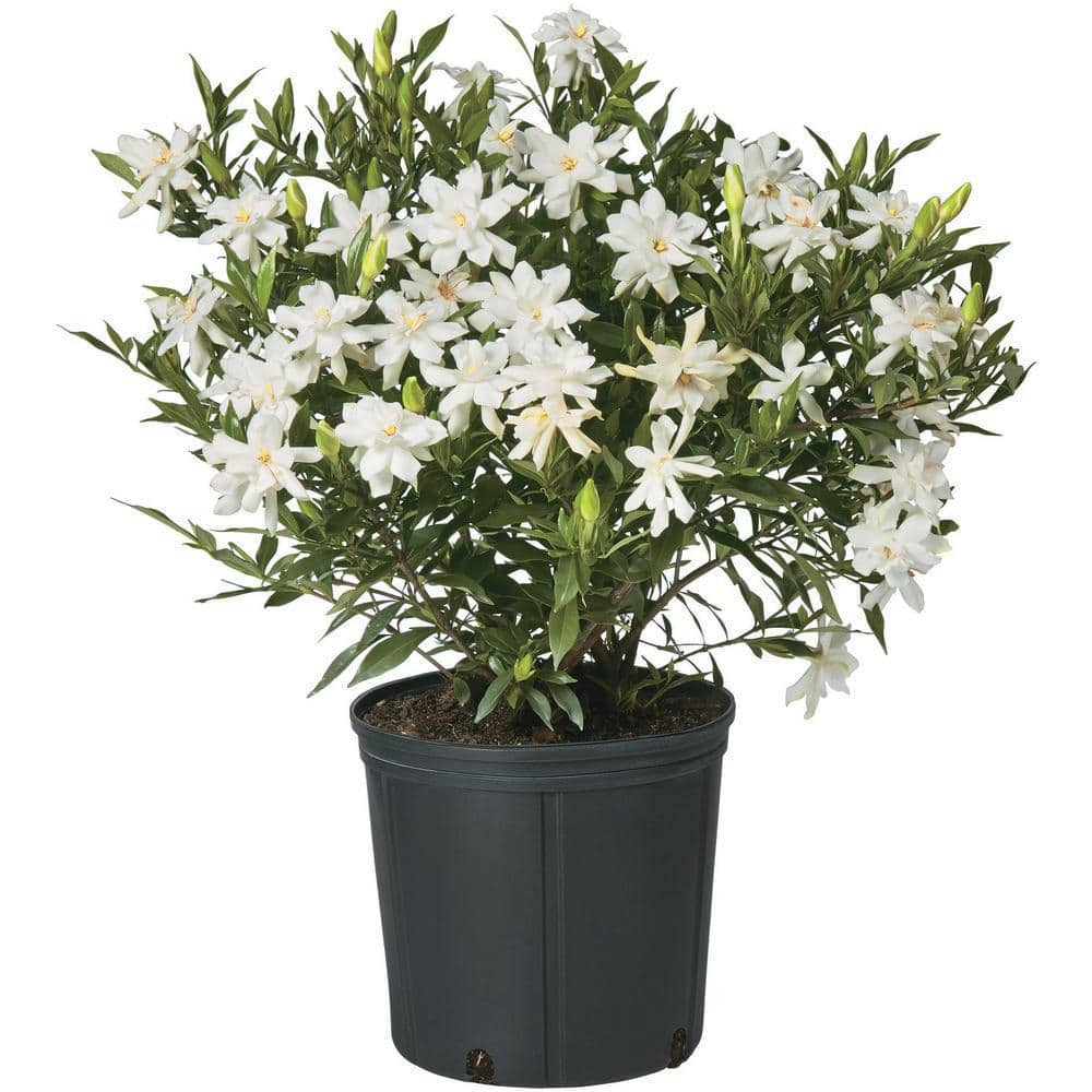 2.5 Qt. Gardenia Frostproof Shrub with White Flowers 14935 - The 