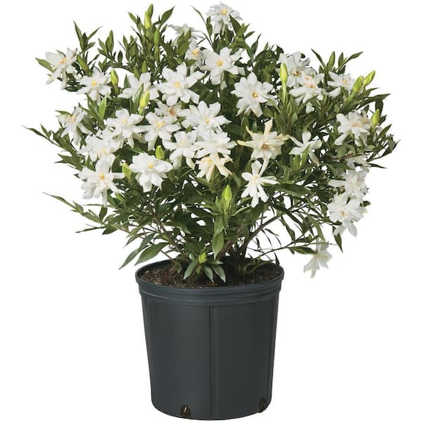 Unbranded 2.5 Qt. Gardenia Frostproof Shrub with White Flowers