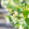 Perfect Plants Star Jasmine Vining Shrub 3G. Growers Pot, Fragrant White Flowering Vine Plant THD-StarJasm-3G