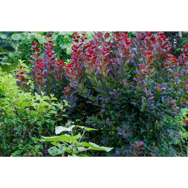 Online Orchards 1 Gal. Royal Purple Smokebush Shrub Colorful Plumes Rising Out of Foliage Provide a Rare and Dramatic Smokey Effect