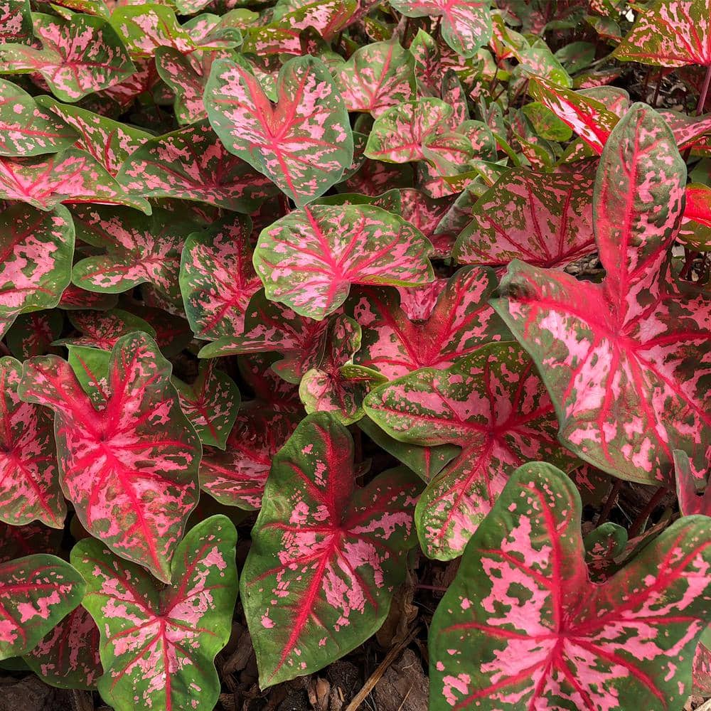 VAN ZYVERDEN Caladiums Fancy Leaf Carolyn Whorton 3 Bulbs 83108 The
