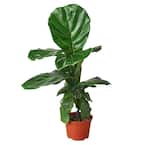 Fiddle Leaf Fig (Ficus Lyrata) Plant in 6 in. Grower Pot