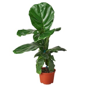 Indoor Plant Ficus Ficus BOTANICLY Height: 70 cm