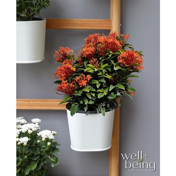 NATURE'S WAY FARMS 2 qt. Taiwanese Orange Ixora Tropical Flowering
