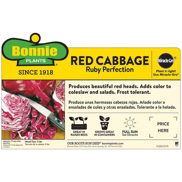 6PK Cabbage - Red