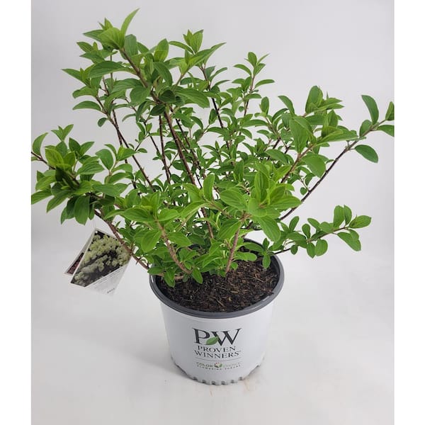 2 Gal. Bobo Hydrangea Hydrangea Paniculata Live Flowering Shrub with White to Pink Flowers