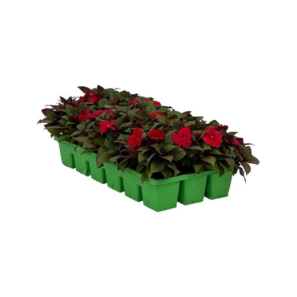 SunPatiens 18-Pack Compact Red SunPatiens Impatiens Outdoor Annual Plant with Red Flowers in 2.75 In. Cell Grower's Tray
