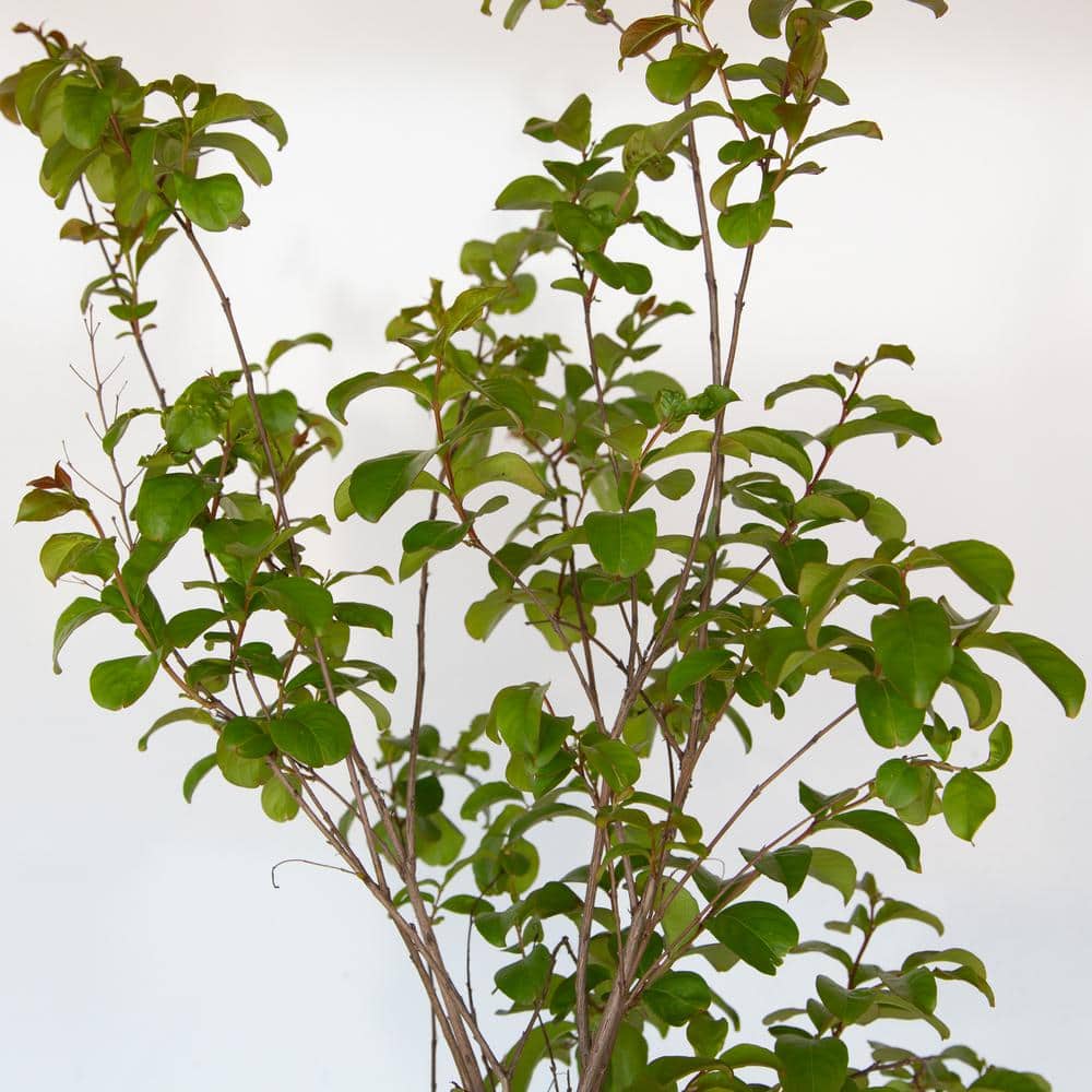 2.5 Gal. Miami Crape Myrtle Tree with Pink Blooms and Green Foliage