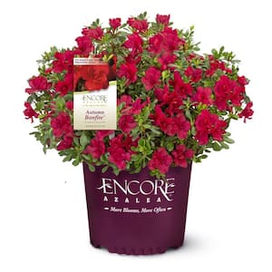 3 Gal. Autumn Bonfire Reblooming Azalea Shrub with Red Flowers