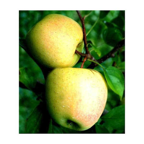 Dorset golden apple tree rooted live plant store no soil