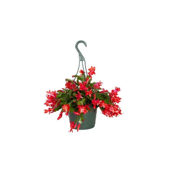 Costa Farms 8 in. Zygo Christmas Cactus Holiday Plant in Hanging Basket