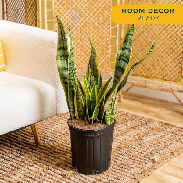 Sansevieria Laurentii Indoor Snake Plant in 8.75 in. Grower Pot, Avg. Shipping Height 1-2 ft. Tall