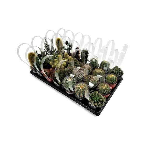 Pure Beauty Farms 11 Oz. Cactus Plant Mix in 3.5 In. Grower's Pot (28-Plants)