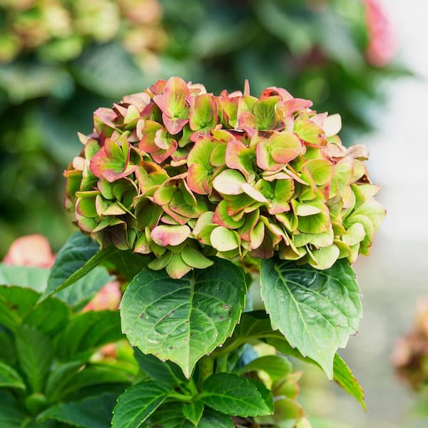 SOUTHERN LIVING 2 Gal. Heart Throb Hydrangea with Cherry Red