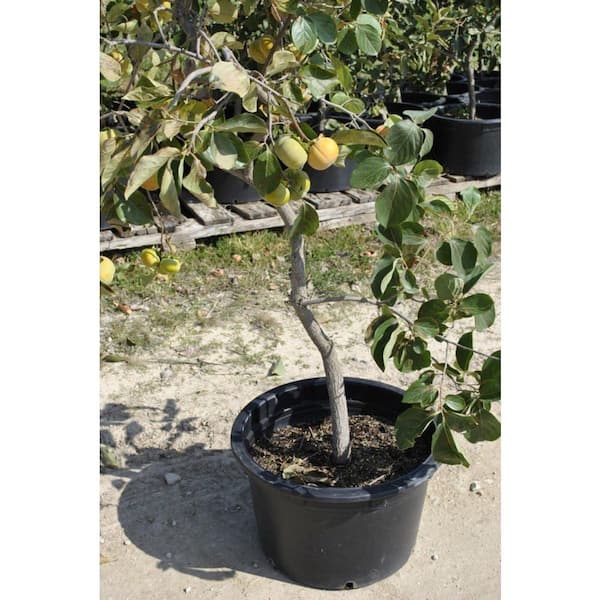 Wekiva Foliage Persimmon Tree-Live Tree in a 3 Gallon Pot-Diospyros Virginiana-Delicious Fruit Tree for Your Edible Garden