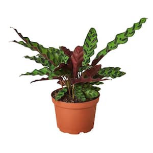 Rattlesnake Calathea Lancifolia Plant in 6 in. Grower Pot