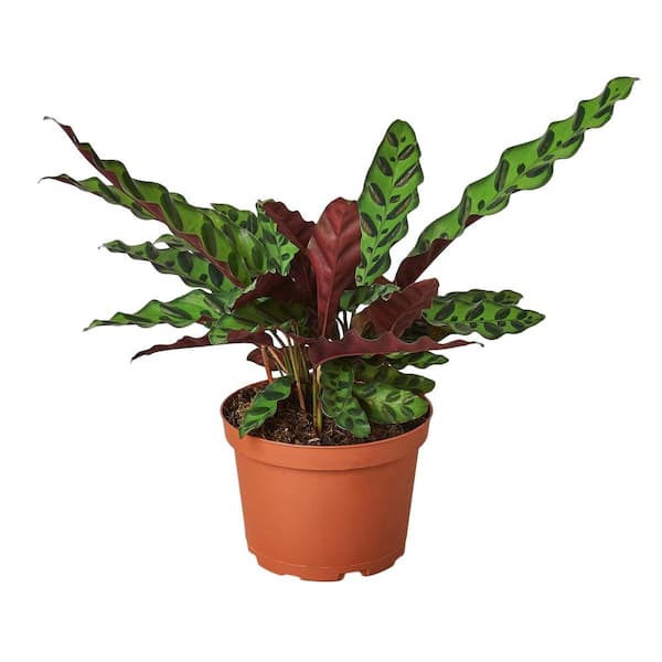 PPC INTERNATIONAL LLC Rattlesnake Calathea Lancifolia Plant in 6 in. Grower Pot