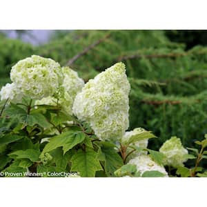 1 Gal. Gatsby Moon Oakleaf Hydrangea (Quercifolia) Live Shrub, White to Green Flowers