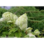 4.5 in qt. Gatsby Moon Oakleaf Hydrangea (Quercifolia) Live Shrub, White to Green Flowers
