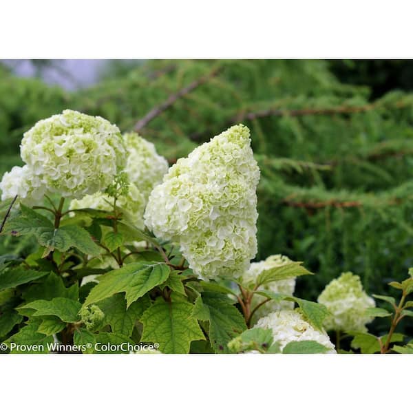 PROVEN WINNERS 4.5 in qt. Gatsby Moon Oakleaf Hydrangea (Quercifolia) Live Shrub, White to Green Flowers