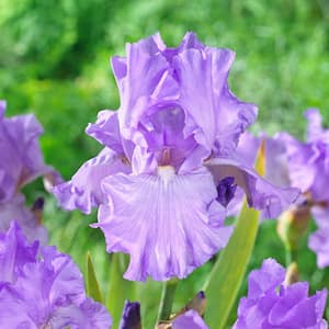 #1, His Royal Highness Bearded Iris Flower Bulbs, Bare Roots, Purple (Bag of 4)