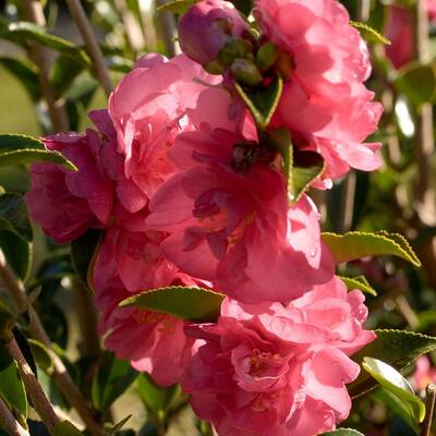 2 Gal. October Magic Rose Camellia(sasanqua) - Live Evergreen Shrub with Salmon-rose Blooms