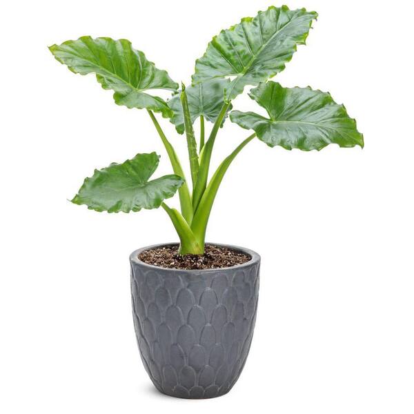 PROVEN WINNERS 4.5 in. qt. Emerald Isle Elephant Ear (Alocasia