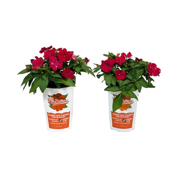 SunPatiens 1 Gal. Compact Rose Glow SunPatiens Impatiens Outdoor Annual Plant with Deep Pink Flowers (2-Plants)