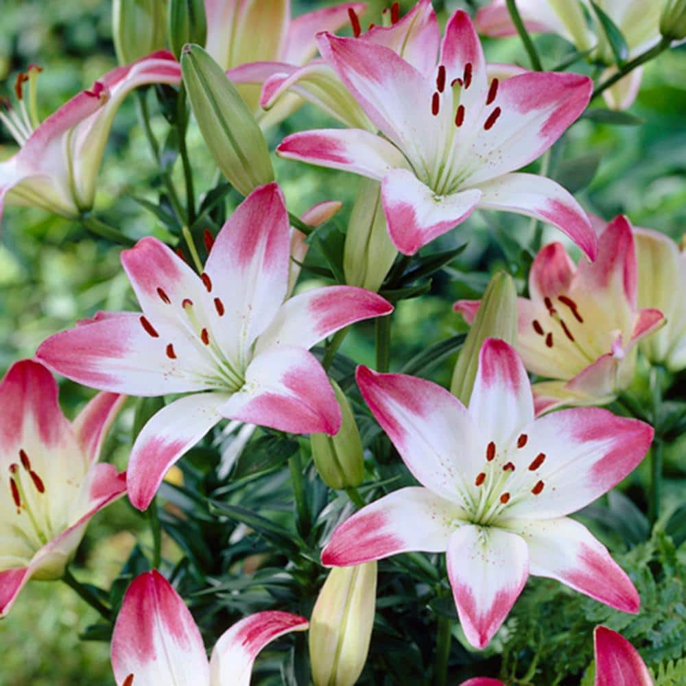 Member's Mark Oriental Trumpet Lilies (Choose color and stem count