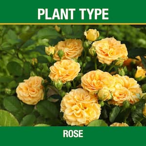 3.5 lb. All Season Rose Plant Food (12-6-10)