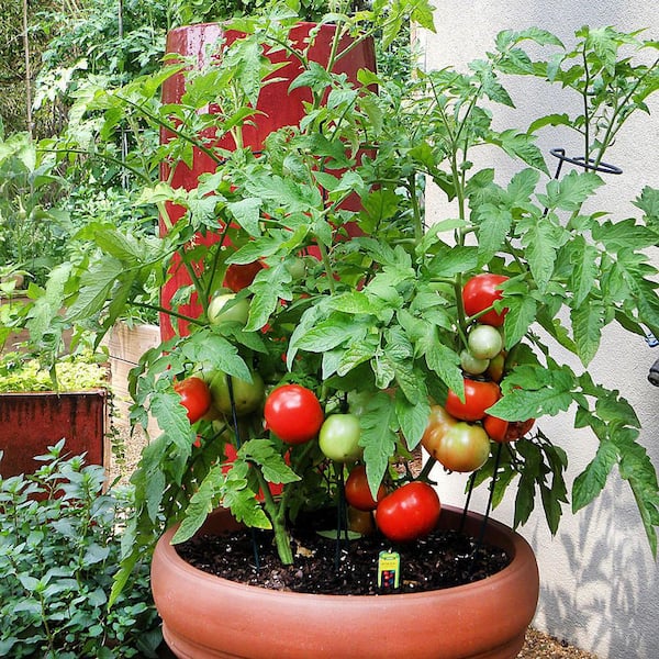 https://images.thdstatic.com/productImages/a7dab5e1-7346-44c7-b387-f5911d14c0b6/svn/bonnie-plants-tomatoes-0207-fa_600.jpg