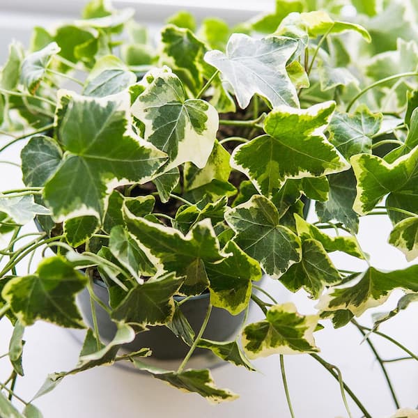 Variegated English Ivy (Hedera Helix Variegata) 6 in. Grower's Pot