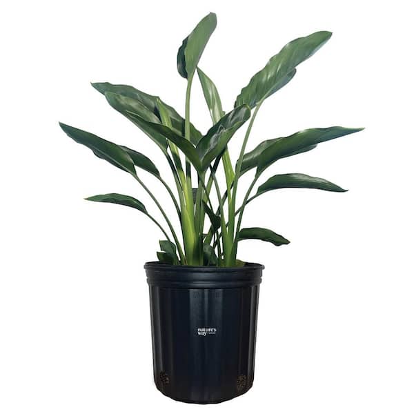 Bird Of Paradise Orange Live Outdoor Plant in Growers Pot Average Shipping Height 2-3 Ft. Tall